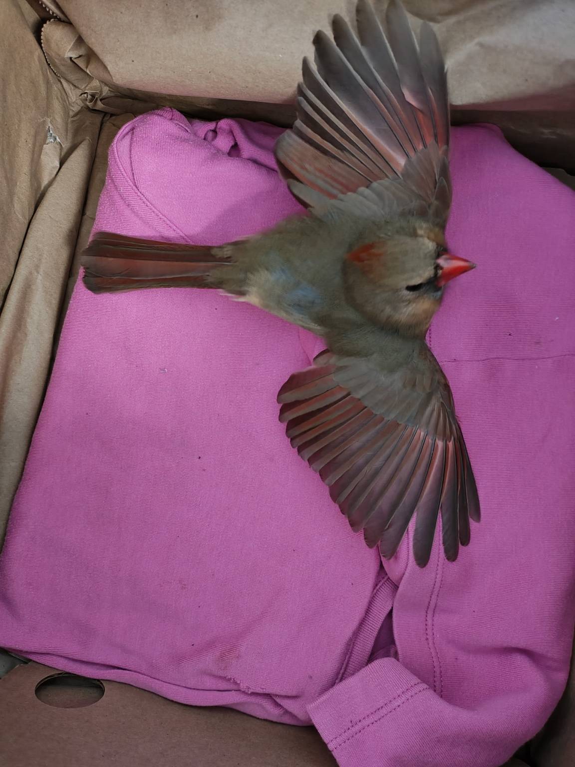 The female cardinal with both wings spread during her exam, showing no fractures.
