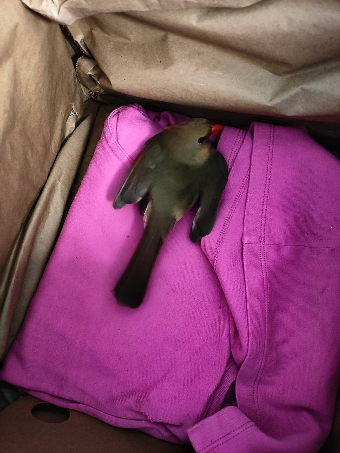 The cardinal settled on soft bedding inside a lined transport box.