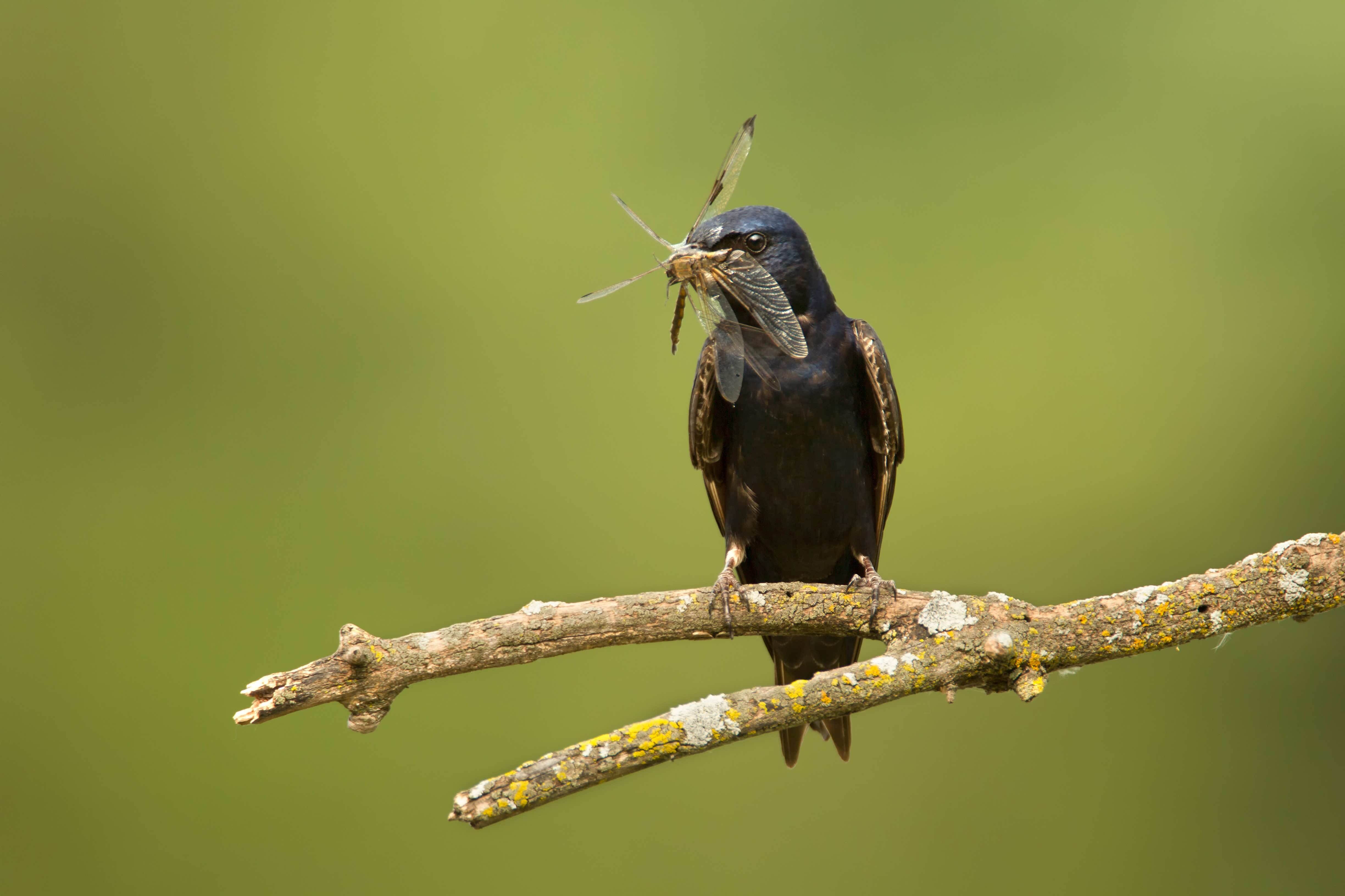 Purple Martin perched on a branch holding a captured insect in its beak