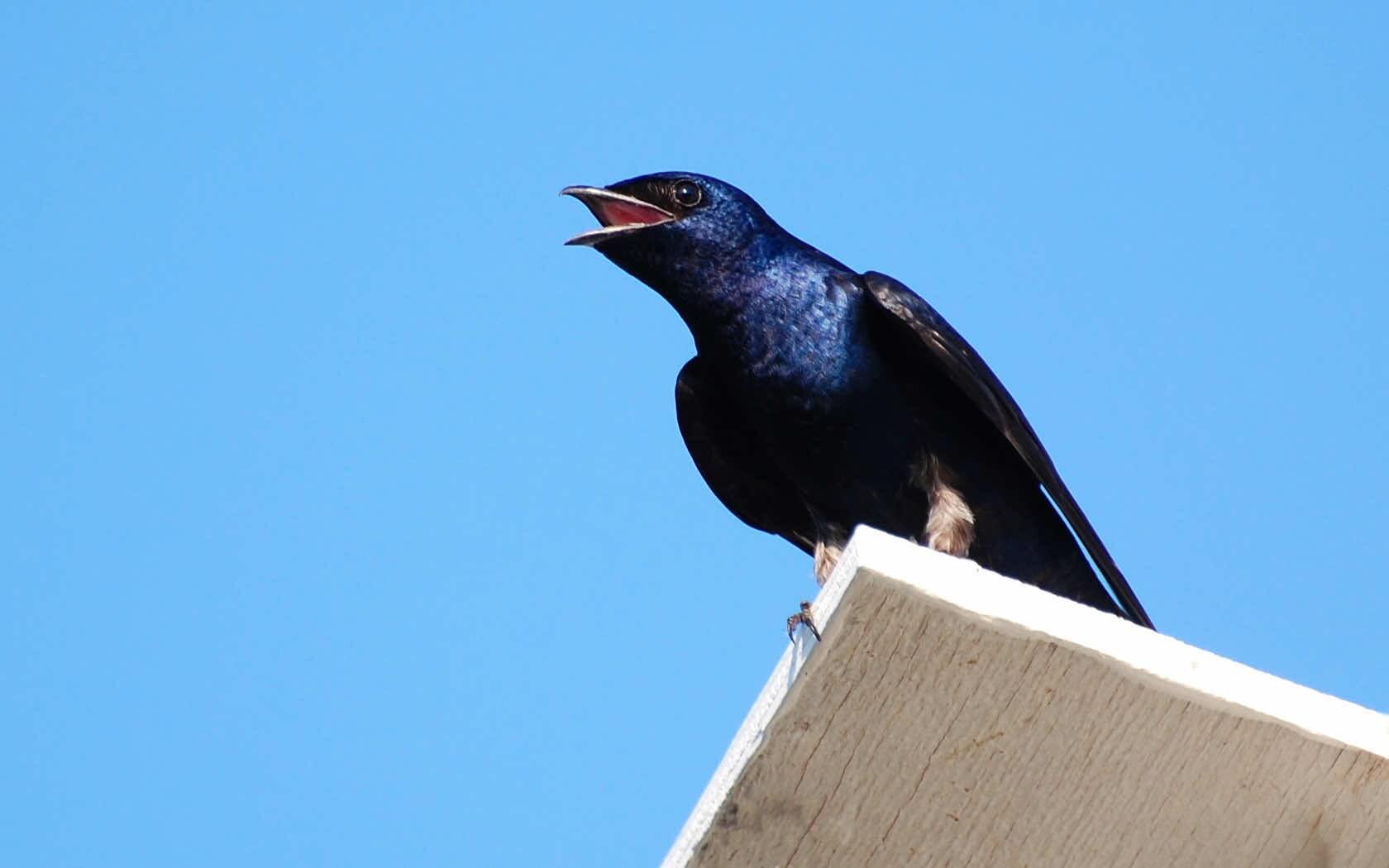 Purple Martin perched on the corner roof of a classic wooden birdhouse during nesting season