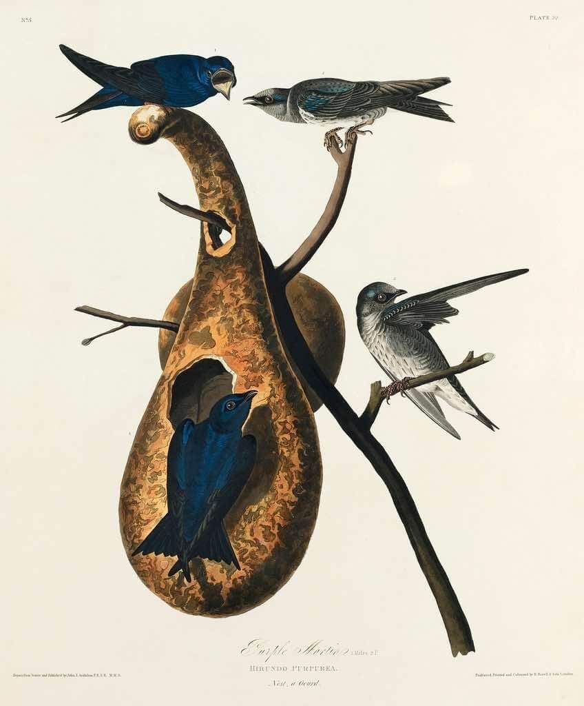 Illustration of Purple Martins gathered around a gourd-style birdhouse in a nesting colony setup
