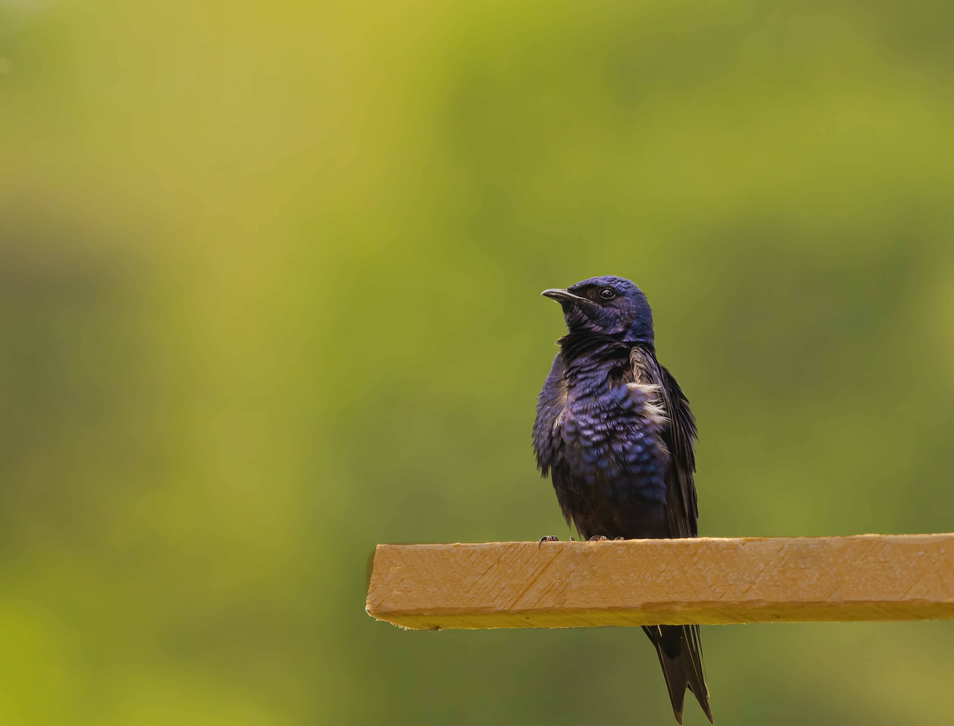 Purple Martin perched on a square wooden post, calmly observing its surroundings