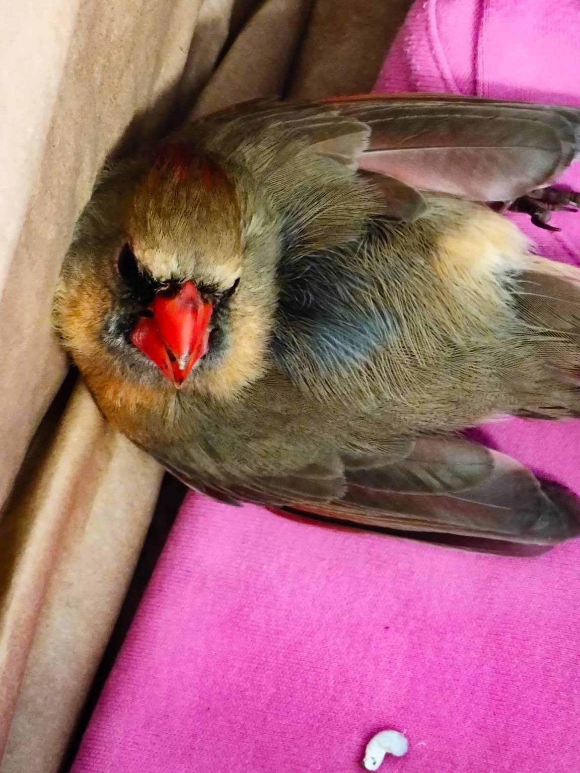 An injured female Northern Cardinal resting in a padded rescue box, her bright red-orange beak toward the camera.