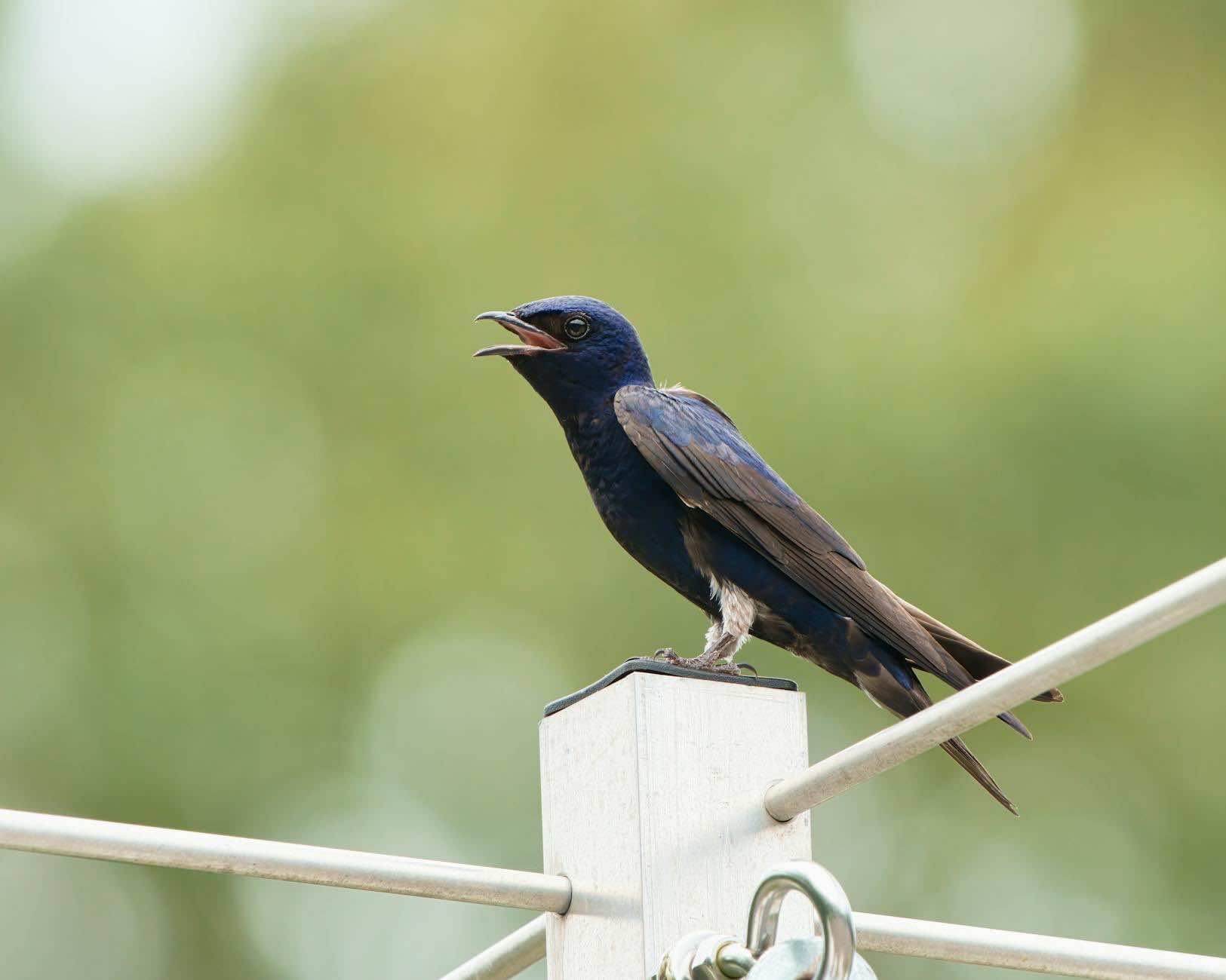 Purple Martin perched on a white post, beak open mid-call, against a soft green background