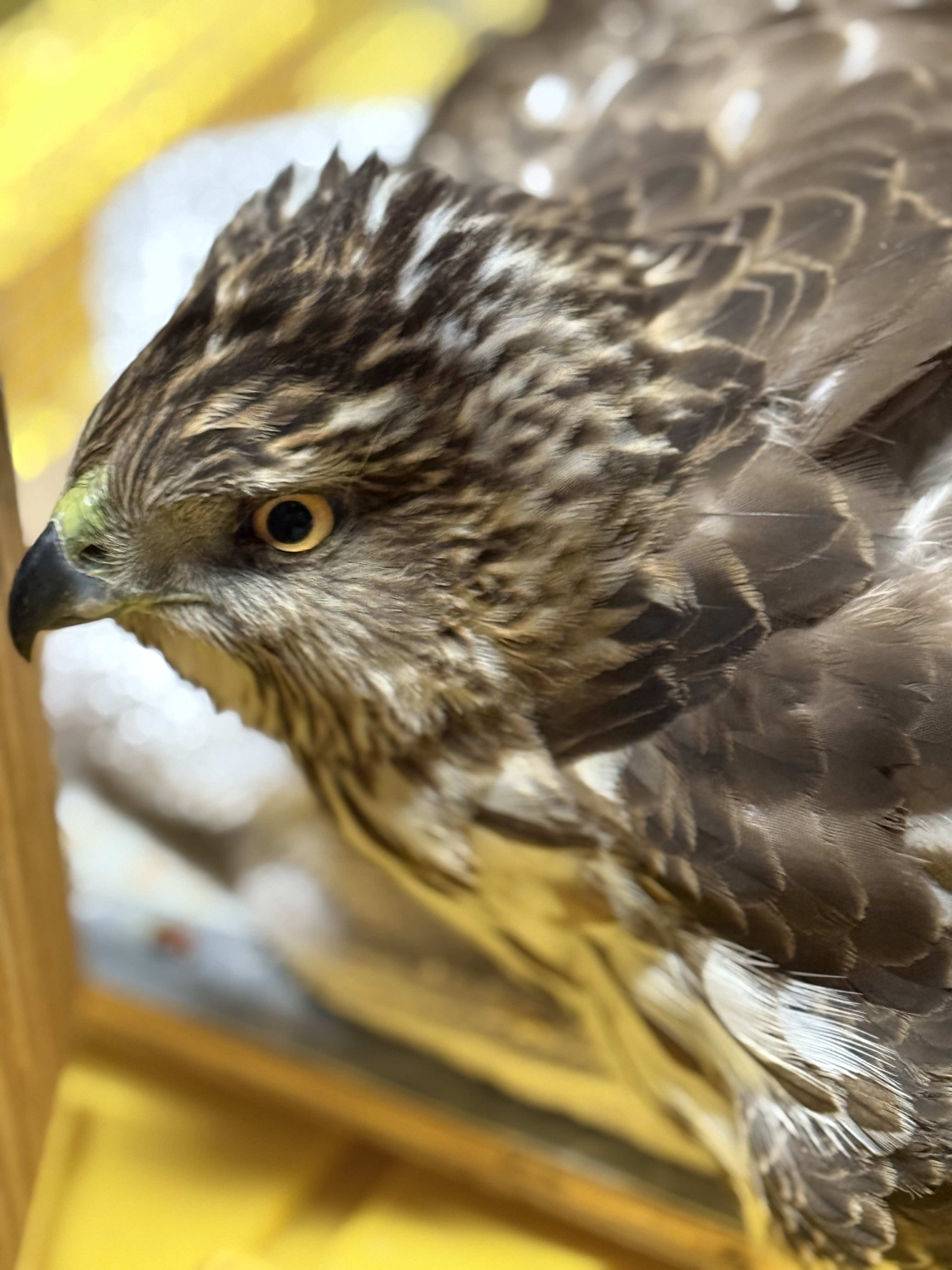 Injured Cooper's hawk being cared for after rescue.