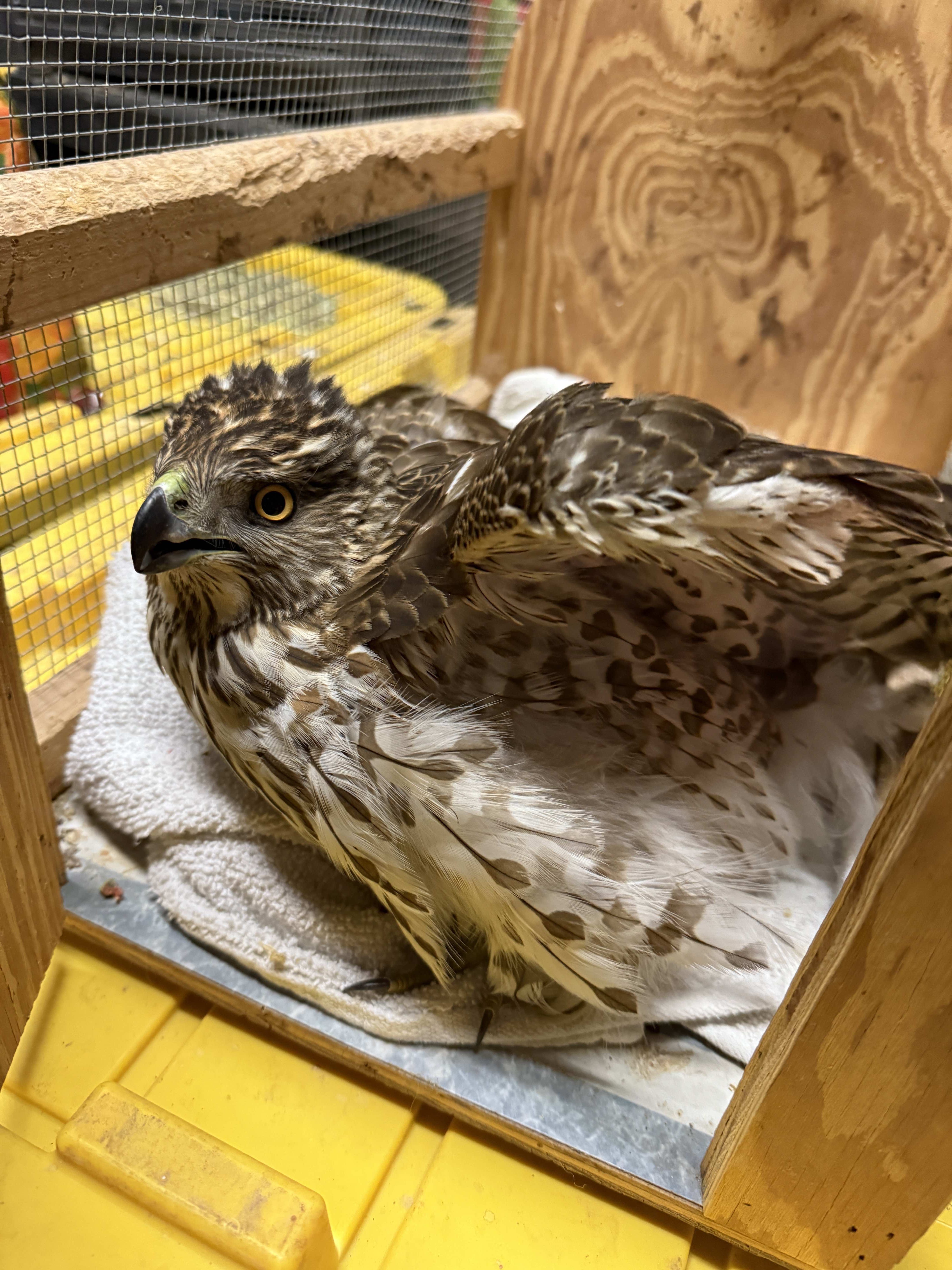 Cooper's hawk alert and looking outward while recovering from injury.