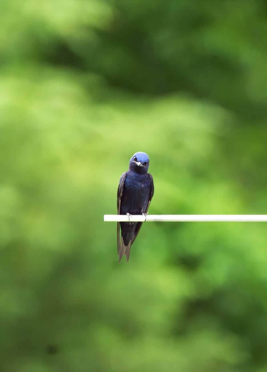 Purple Martin perched on a branch, looking forward with focused gaze
