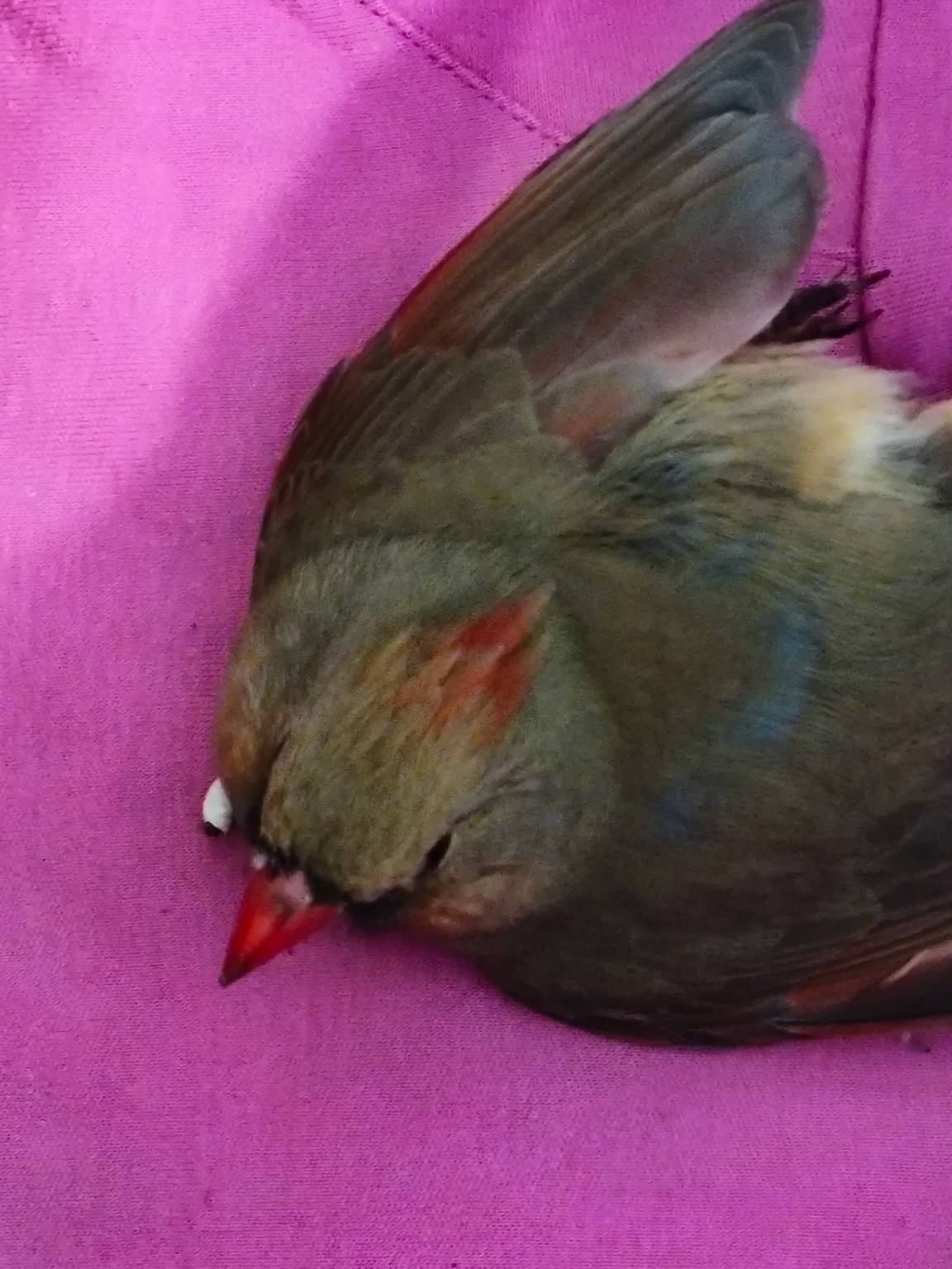 Close view of the female cardinal tucked against a pink towel, her thick seed-cracking beak in view.