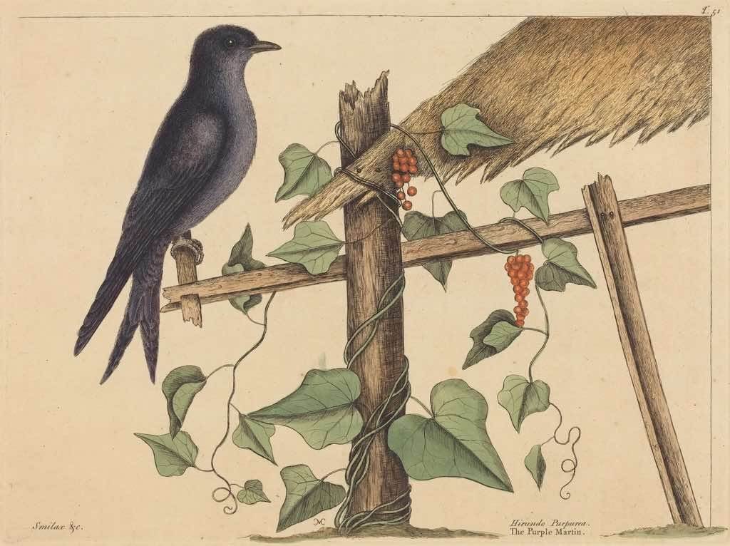 Detailed illustration of a Purple Martin perched on a tree branch