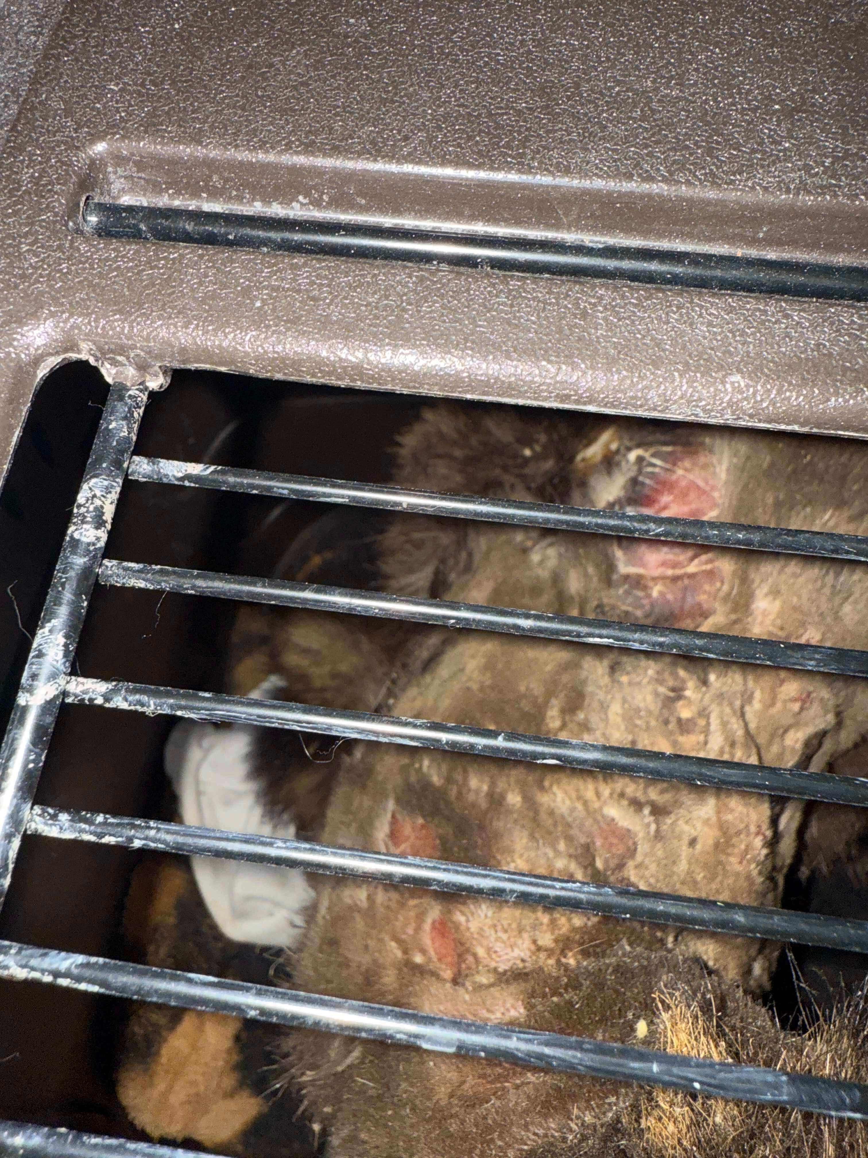 Tortured raccoon with visible wounds and burns, showing severe injuries from wildlife abuse in a close-up rescue photo