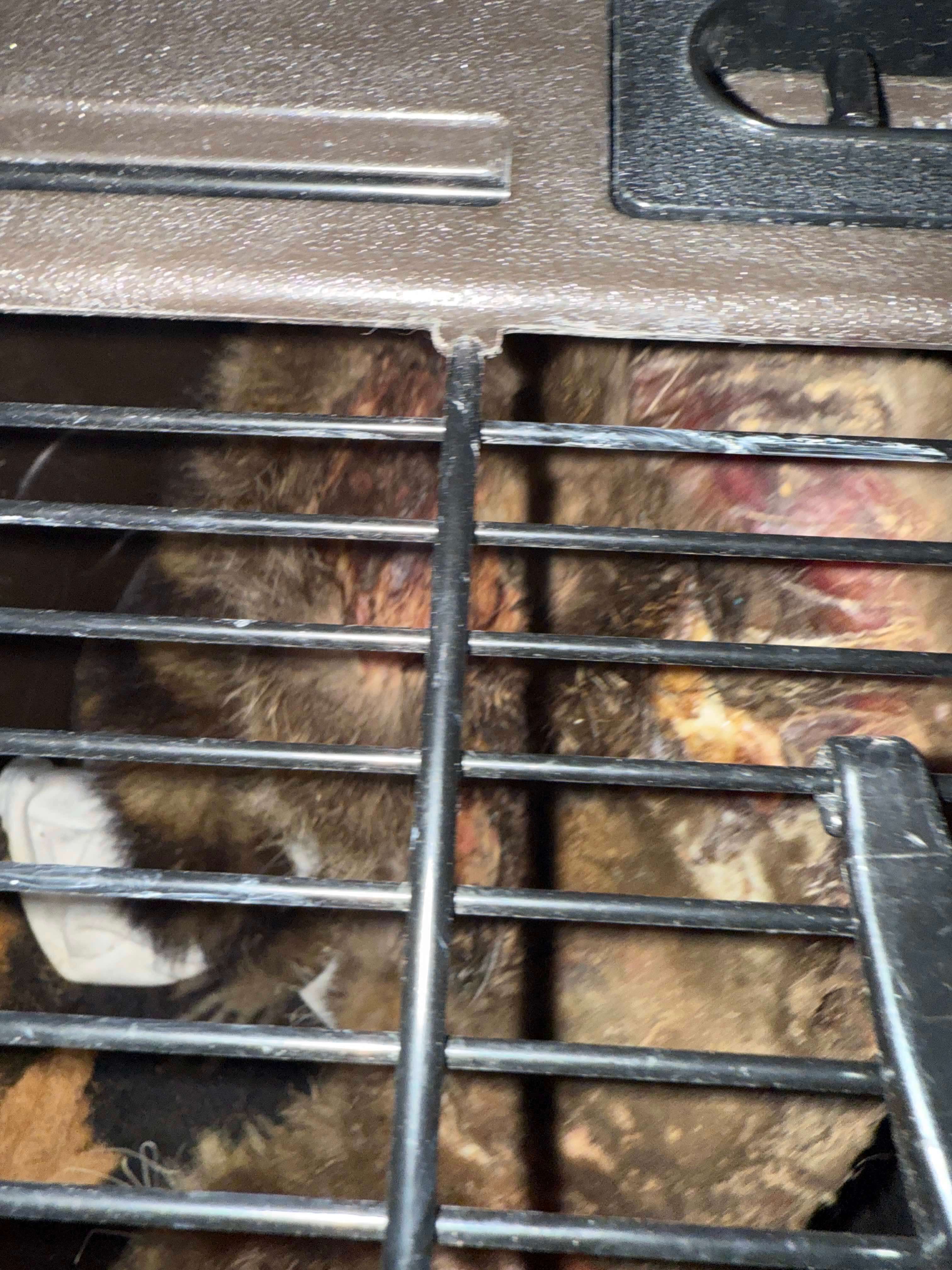 Tortured raccoon with visible wounds and burns, showing severe injuries from wildlife abuse in a close-up rescue photo
