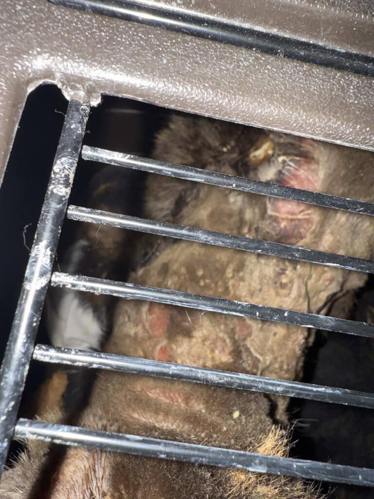 Tortured raccoon with visible wounds and burns, showing severe injuries from wildlife abuse in a close-up rescue photo