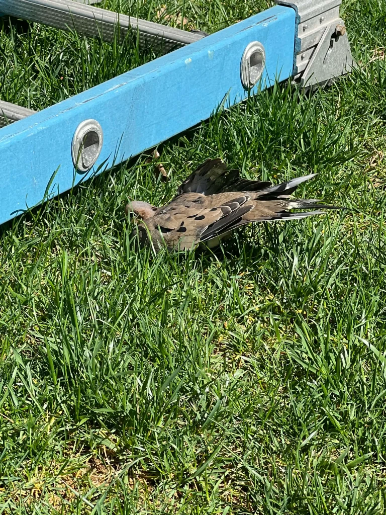 Injured mourning dove lying in grass beside a blue ladder.