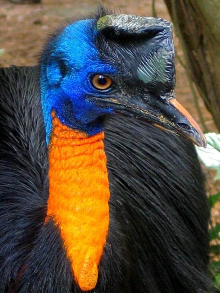 cassowary