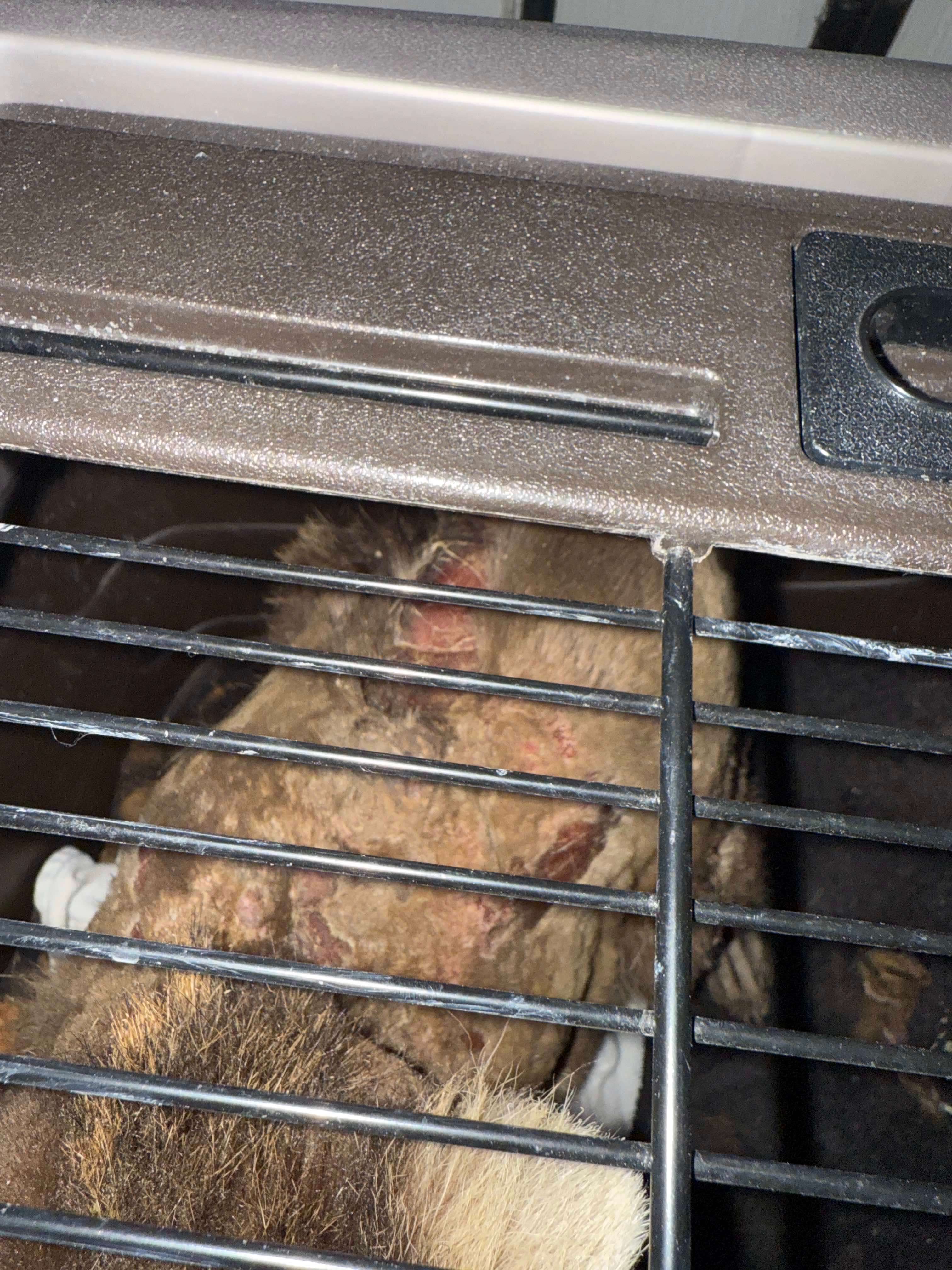 Tortured raccoon with visible wounds and burns, showing severe injuries from wildlife abuse in a close-up rescue photo