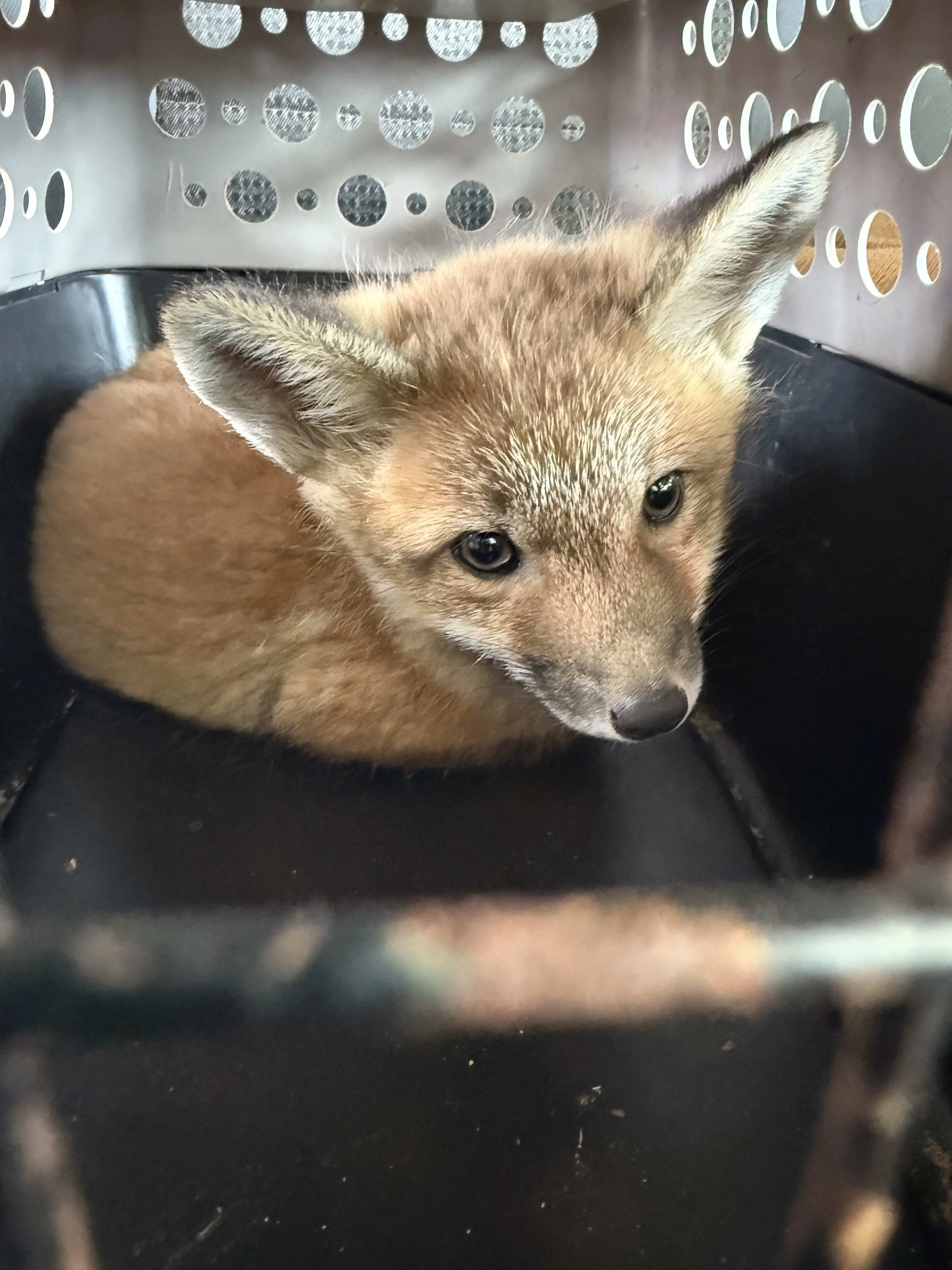 Rescued baby fox curled up inside a ventilated pet carrier, looking cautious but safe after mountain-side rescue