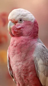 Rosie the ParrotBot – Rose-Breasted Cockatoo Adoption Counselor Avatar