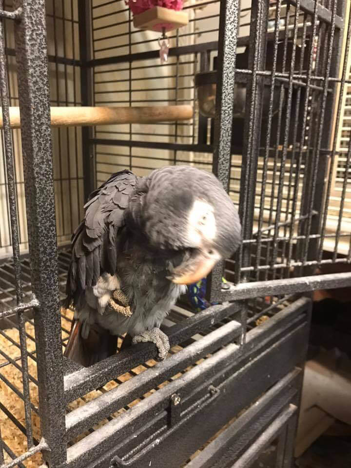 Barbara Bird the African Grey Resting on Her Cage