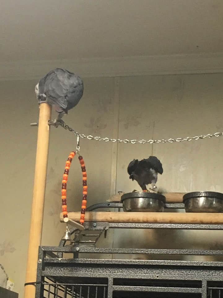 Barbara Bird and Tickles Sharing Breakfast Time