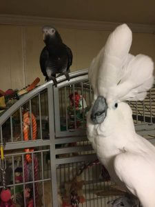 Chaco and Stormy Perched Together on Their Cage