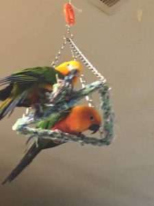 Cookie and Raptor Playing on Hanging Rope Toy