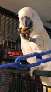 George the Cockatoo Enjoying a Walnut Treat