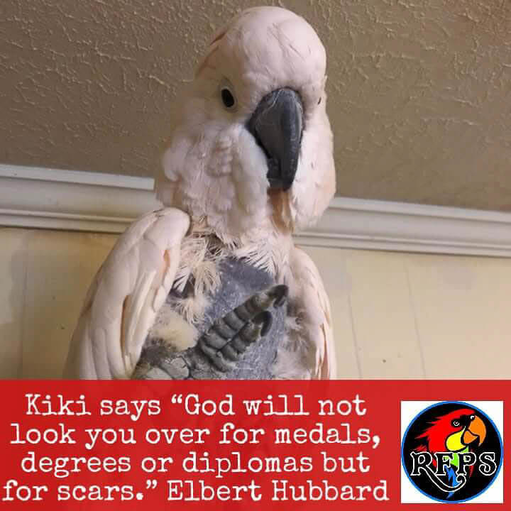 Kiki the Cockatoo with Inspirational Elbert Hubbard Quote