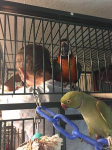 Magic the Macaw and Shazam the Ringneck Supervising Work Time