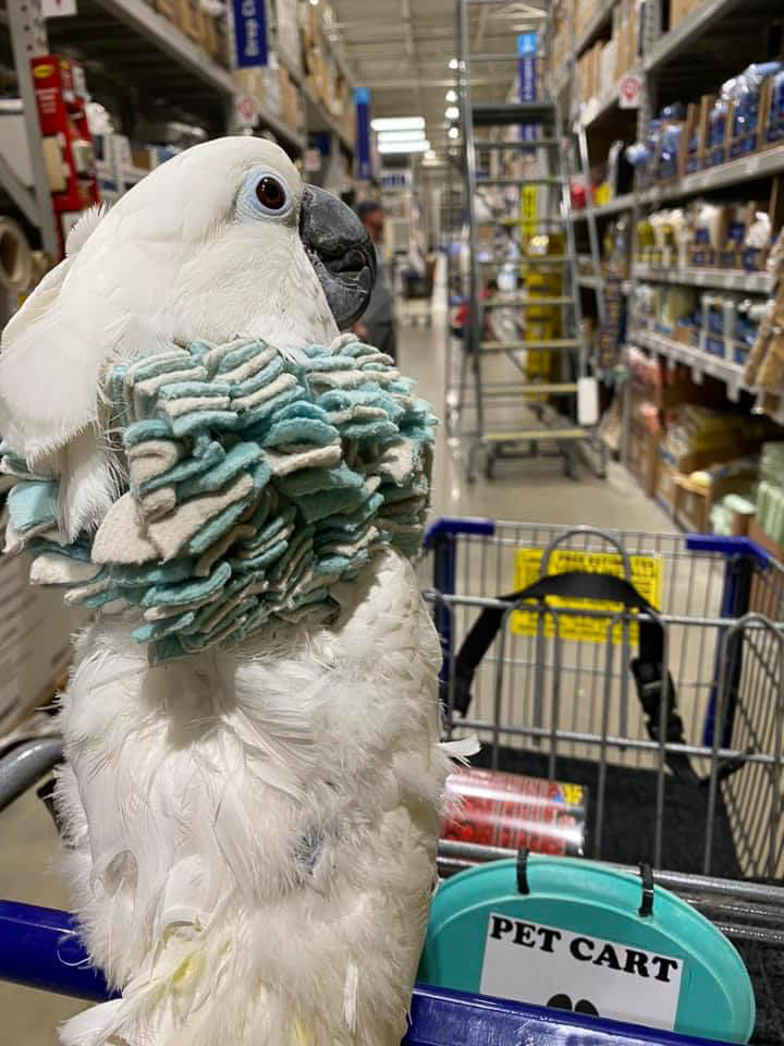 Misty the Umbrella Cockatoo Riding in Cart During Shopping Trip