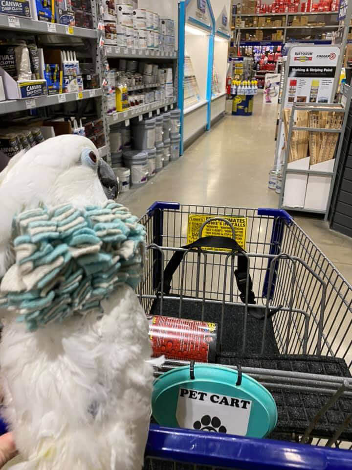 Misty the Umbrella Cockatoo Shopping Trip at the Store