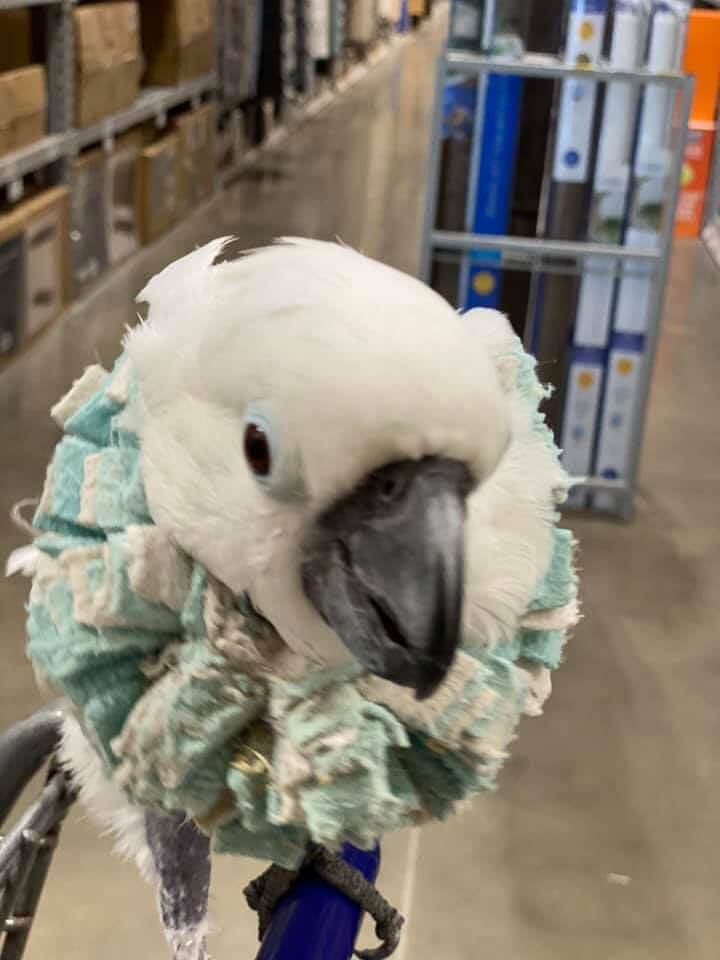 Misty the Umbrella Cockatoo Shopping Trip with Protective Collar
