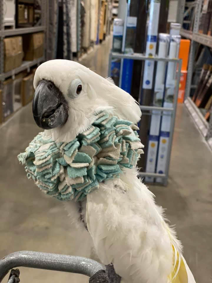 Misty the Umbrella Cockatoo Shopping Trip in Store Aisle
