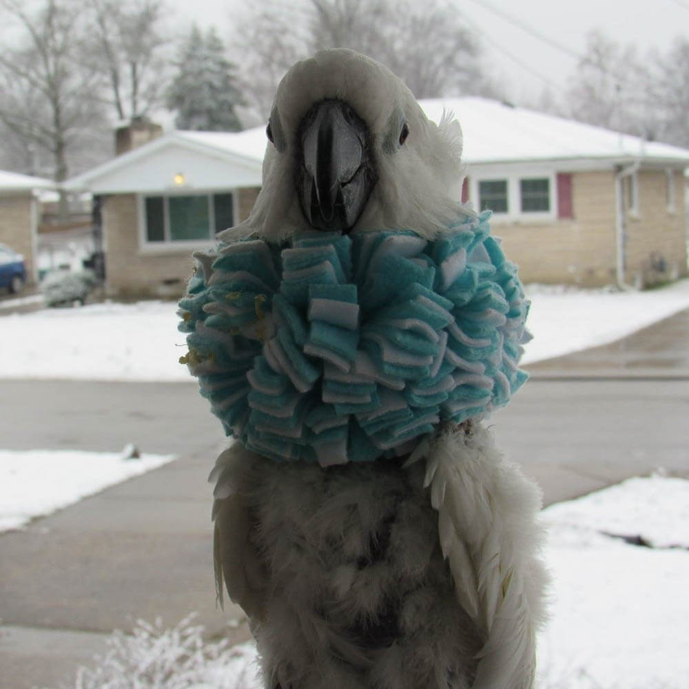 Misty the Umbrella Cockatoo in Winter with Her Signature Collar