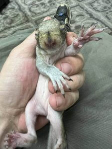 Newborn Squirrel Kit Being Held During Wildlife Rescue Intake
