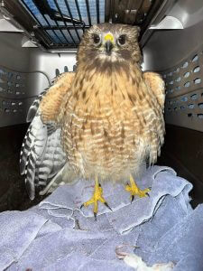 Injured Hawk Stabilized in Wildlife Transport Carrier