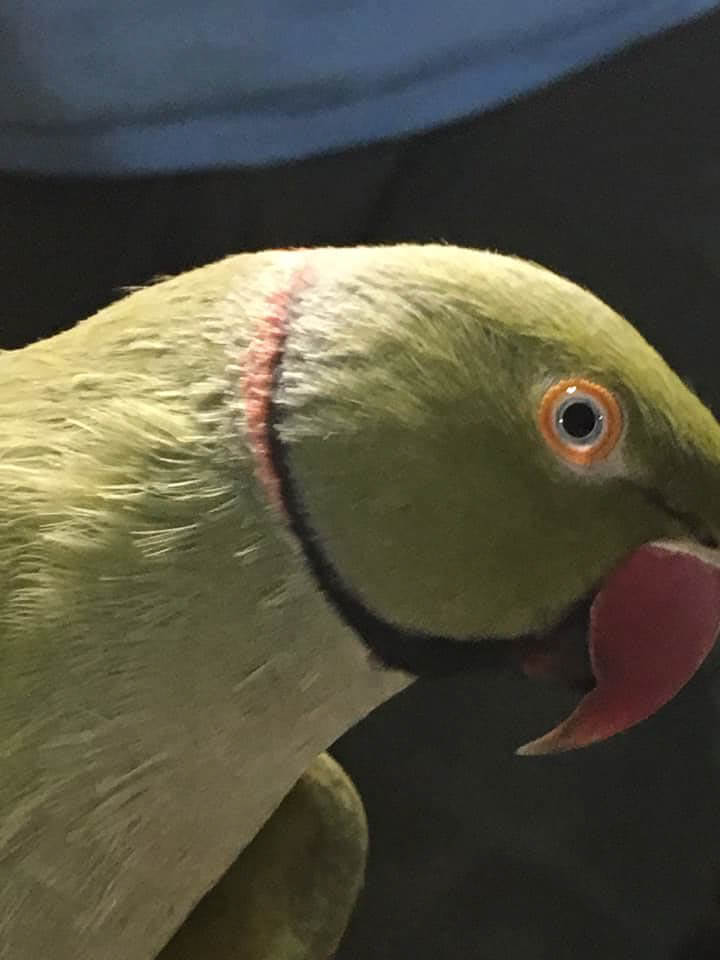 Shazam the Indian Ringneck Close-Up Portrait