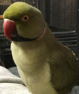 Shazam the Indian Ringneck Parakeet Close-Up Portrait
