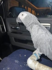 Zuri the African Grey Out and About Around Town