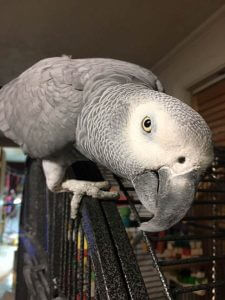 Chase the African Grey Parrot Close-Up Portrait
