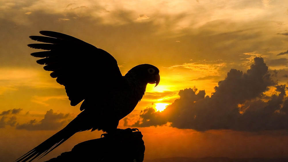 Parrot Silhouette at Sunset