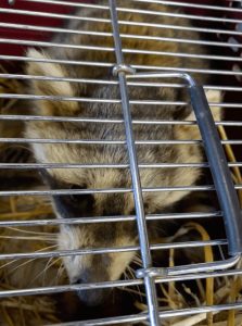 Rescued Raccoon Peering Through Wildlife Transport Crate