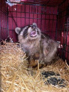 Rescued Raccoon Resting in Straw Recovery Crate