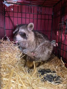 Rescued Raccoon Recovering in Straw-Lined Wildlife Crate