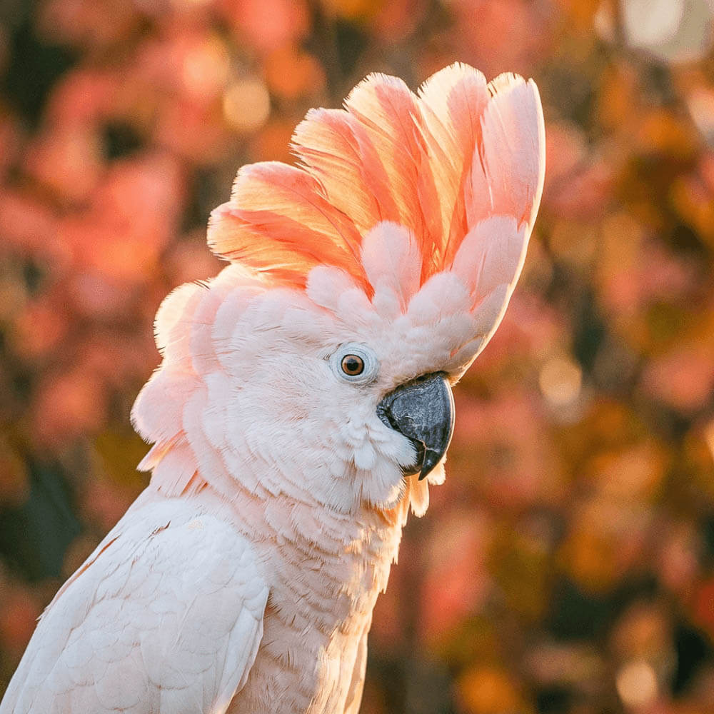 Kiki the Moluccan Cockatoo Portrait in Golden Light