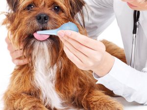 Pet Oral Syringe Feeder for Small Animals