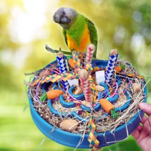 Senegal Parrot Investigating Foraging Tray Enrichment