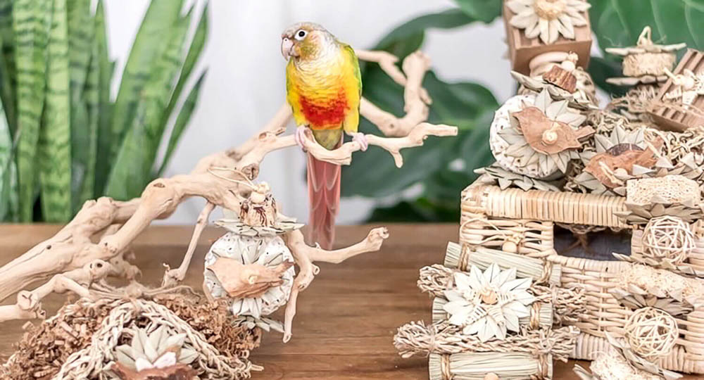 Green Cheek Conure Surrounded by Natural Shreddable Enrichment Toys