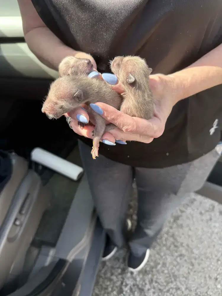 Three Orphaned Baby Raccoons During Wildlife Intake Three Orphaned Baby Raccoons During Wildlife Intake