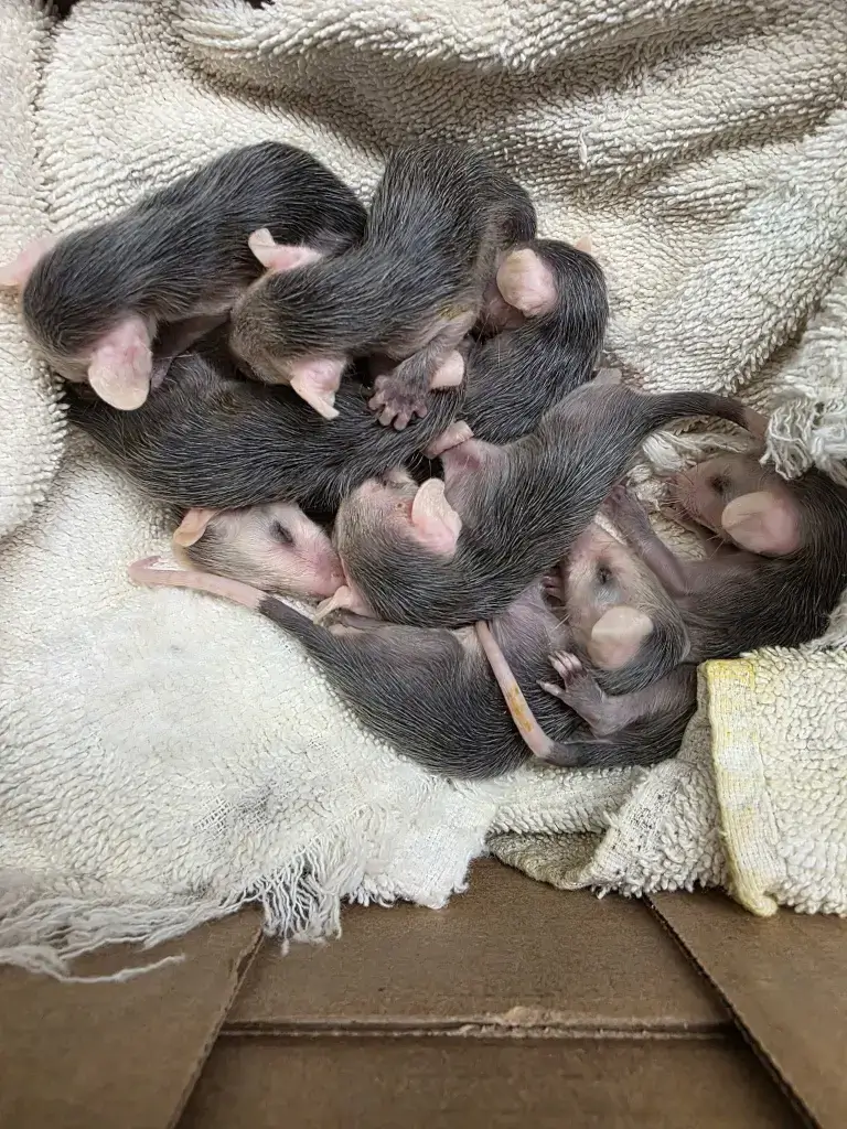 Rescued Orphaned Opossum Babies on Soft Towels in Box Eight orphaned baby opossums resting on white towels inside a cardboard box