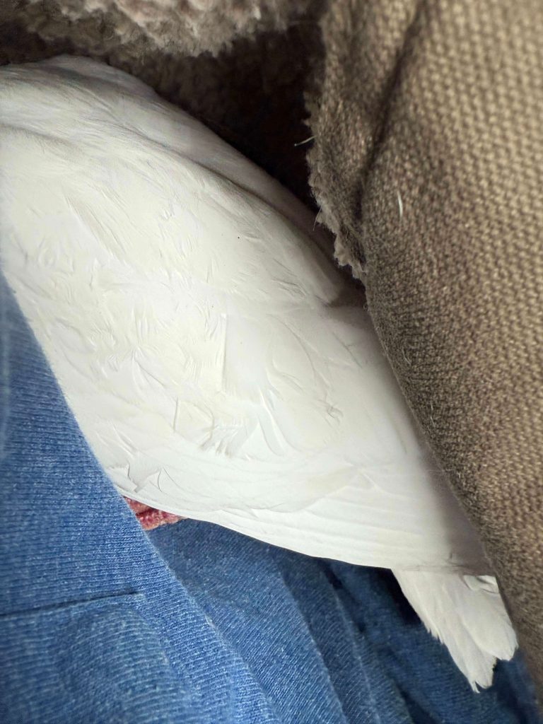 White cockatiel resting under a blanket on a person’s lap with feathers visible along its back and tail.